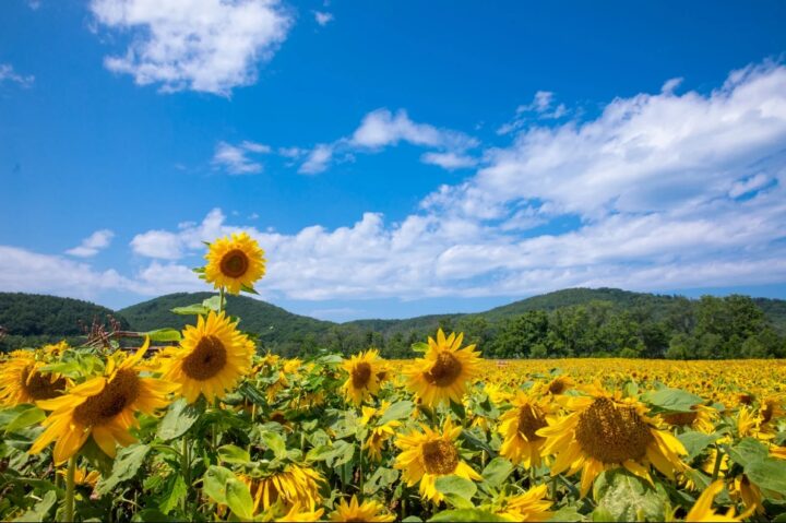 【医学部現役合格生のモチベのあげ方】暑い夏こそあげてこう！